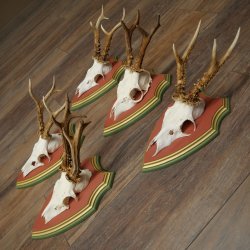 Cuernos de corzo, 20 unidades, corzos machos, cuernos de corzo macho, placas trofeo talladas 22.1350