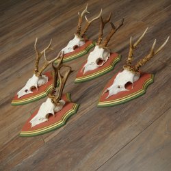 Cuernos de corzo, 20 unidades, corzos machos, cuernos de corzo macho, placas trofeo talladas 22.1350