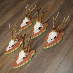 Cuernos de corzo, 20 unidades, corzos machos, cuernos de corzo macho, placas trofeo talladas 22.1350