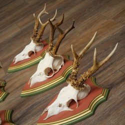 Cuernos de corzo, 20 unidades, corzos machos, cuernos de corzo macho, placas trofeo talladas 22.1350