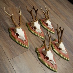 Cuernos de corzo, 20 unidades, corzos machos, cuernos de corzo macho, placas trofeo talladas 22.1350