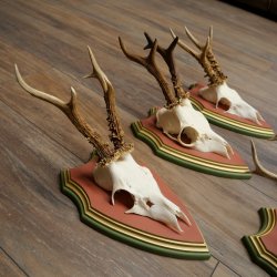 Cuernos de corzo, 20 unidades, corzos machos, cuernos de corzo macho, placas trofeo talladas 22.1350