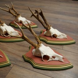 Cuernos de corzo, 20 unidades, corzos machos, cuernos de corzo macho, placas trofeo talladas 22.1350