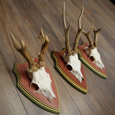 Cuernos de corzo, 20 unidades, corzos machos, cuernos de corzo macho, placas trofeo talladas 22.1350