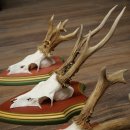 Cuernos de corzo, 20 unidades, corzos machos, cuernos de corzo macho, placas trofeo talladas 22.1350