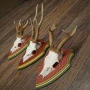 Cuernos de corzo, 20 unidades, corzos machos, cuernos de corzo macho, placas trofeo talladas 22.1350