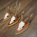 Cuernos de corzo, 20 unidades, corzos machos, cuernos de corzo macho, placas trofeo talladas 22.1350