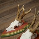 Cuernos de corzo, 20 unidades, corzos machos, cuernos de corzo macho, placas trofeo talladas 22.1350