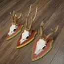 Cuernos de corzo, 20 unidades, corzos machos, cuernos de corzo macho, placas trofeo talladas 22.1350