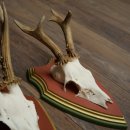 Cuernos de corzo, 20 unidades, corzos machos, cuernos de corzo macho, placas trofeo talladas 22.1350