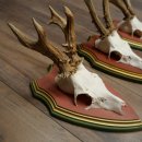 Cuernos de corzo, 20 unidades, corzos machos, cuernos de corzo macho, placas trofeo talladas 22.1350