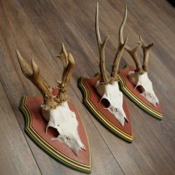 Cuernos de corzo, 20 unidades, corzos machos, cuernos de corzo macho, placas trofeo talladas 22.1350