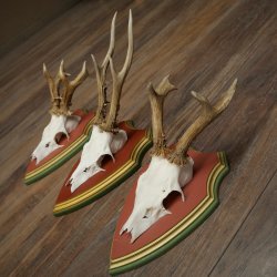 Cuernos de corzo, 20 unidades, corzos machos, cuernos de corzo macho, placas trofeo talladas 22.1350