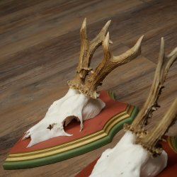 Cuernos de corzo, 20 unidades, corzos machos, cuernos de corzo macho, placas trofeo talladas 22.1350