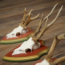 Cuernos de corzo, 20 unidades, corzos machos, cuernos de corzo macho, placas trofeo talladas 22.1350