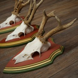 Cuernos de corzo, 20 unidades, corzos machos, cuernos de corzo macho, placas trofeo talladas 22.1350