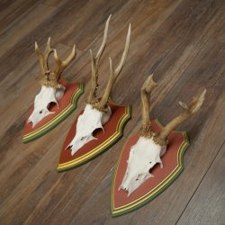 Cuernos de corzo, 20 unidades, corzos machos, cuernos de corzo macho, placas trofeo talladas 22.1350