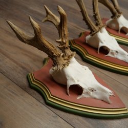 Cuernos de corzo, 20 unidades, corzos machos, cuernos de corzo macho, placas trofeo talladas 22.1350