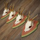 Cuernos de corzo, 20 unidades, corzos machos, cuernos de corzo macho, placas trofeo talladas 22.1350