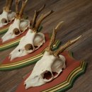 Cuernos de corzo, 20 unidades, corzos machos, cuernos de corzo macho, placas trofeo talladas 22.1350