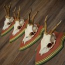 Cuernos de corzo, 20 unidades, corzos machos, cuernos de corzo macho, placas trofeo talladas 22.1350