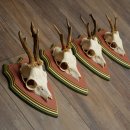 Cuernos de corzo, 20 unidades, corzos machos, cuernos de corzo macho, placas trofeo talladas 22.1350