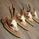 Cuernos de corzo, 20 unidades, corzos machos, cuernos de corzo macho, placas trofeo talladas 22.1350