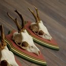 Cuernos de corzo, 20 unidades, corzos machos, cuernos de corzo macho, placas trofeo talladas 22.1350