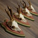 Cuernos de corzo, 20 unidades, corzos machos, cuernos de corzo macho, placas trofeo talladas 22.1350