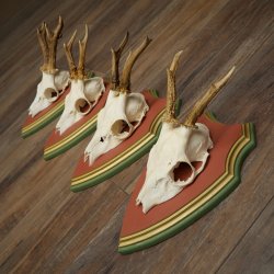 Cuernos de corzo, 20 unidades, corzos machos, cuernos de corzo macho, placas trofeo talladas 22.1350