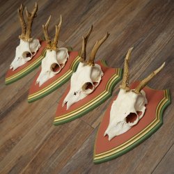 Cuernos de corzo, 20 unidades, corzos machos, cuernos de corzo macho, placas trofeo talladas 22.1350