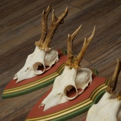 Cuernos de corzo, 20 unidades, corzos machos, cuernos de corzo macho, placas trofeo talladas 22.1350