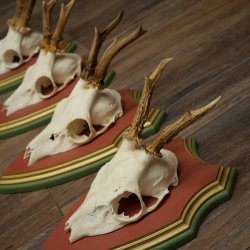 Cuernos de corzo, 20 unidades, corzos machos, cuernos de corzo macho, placas trofeo talladas 22.1350