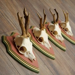 Cuernos de corzo, 20 unidades, corzos machos, cuernos de corzo macho, placas trofeo talladas 22.1350