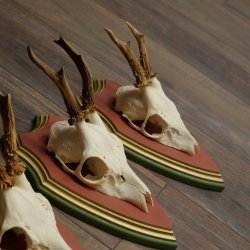 Cuernos de corzo, 20 unidades, corzos machos, cuernos de corzo macho, placas trofeo talladas 22.1350