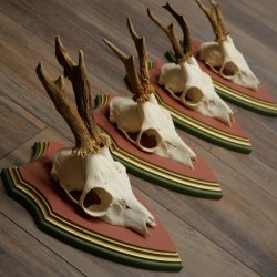 Cuernos de corzo, 20 unidades, corzos machos, cuernos de corzo macho, placas trofeo talladas 22.1350