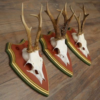 Rehgeweihe 3 Stück Rehböcke Reh Bock Geweihe auf ZIRBENHOLZ Trophäenschildern 22.1377