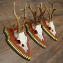Rehgeweihe 3 Stück Rehböcke Reh Bock Geweihe auf ZIRBENHOLZ Trophäenschildern 22.1377