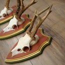 Rehgeweihe 3 Stück Rehböcke Reh Bock Geweihe auf ZIRBENHOLZ Trophäenschildern 22.1377