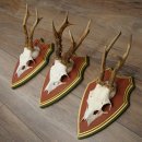 Rehgeweihe 3 Stück Rehböcke Reh Bock Geweihe auf ZIRBENHOLZ Trophäenschildern 22.1377