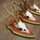 Rehgeweihe 3 Stück Rehböcke Reh Bock Geweihe auf ZIRBENHOLZ Trophäenschildern 22.1377