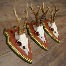 Rehgeweihe 3 Stück Rehböcke Reh Bock Geweihe auf ZIRBENHOLZ Trophäenschildern 22.1377