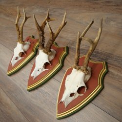 Rehgeweihe 3 Stück Rehböcke Reh Bock Geweihe auf ZIRBENHOLZ Trophäenschildern 22.1377