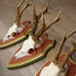 Rehgeweihe 3 Stück Rehböcke Reh Bock Geweihe auf ZIRBENHOLZ Trophäenschildern 22.1377