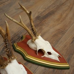 Rehgeweihe 3 Stück Rehböcke Reh Bock Geweihe auf ZIRBENHOLZ Trophäenschildern 22.1377