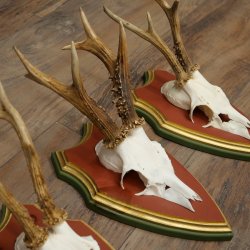 Rehgeweihe 3 Stück Rehböcke Reh Bock Geweihe auf ZIRBENHOLZ Trophäenschildern 22.1377