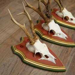 Rehgeweihe 3 Stück Rehböcke Reh Bock Geweihe auf ZIRBENHOLZ Trophäenschildern 22.1377