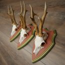 Rehgeweihe 3 Stück Rehböcke Reh Bock Geweihe auf ZIRBENHOLZ Trophäenschildern 22.1378