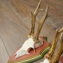 Rehgeweihe 3 Stück Rehböcke Reh Bock Geweihe auf ZIRBENHOLZ Trophäenschildern 22.1378