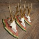 Rehgeweihe 3 Stück Rehböcke Reh Bock Geweihe auf ZIRBENHOLZ Trophäenschildern 22.1378